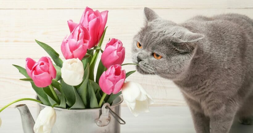 Waarom zijn tulpen giftig voor katten