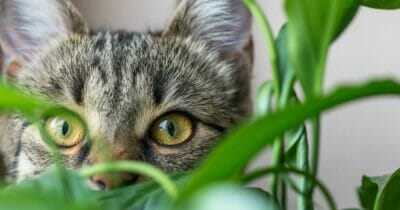 Kat eet planten, welke zijn giftig?